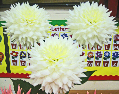 Dahlia ' B. J. BEAUTY '  (M.D.)   Clarke  UK  1976    Aylesbury Show 2009  (David Brown)